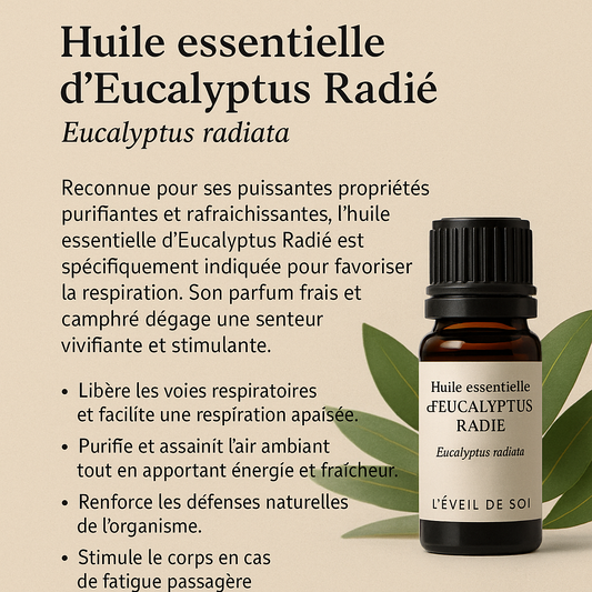 🌿 Huile essentielle d’Eucalyptus Radié – Respiration & Immunité Naturelle